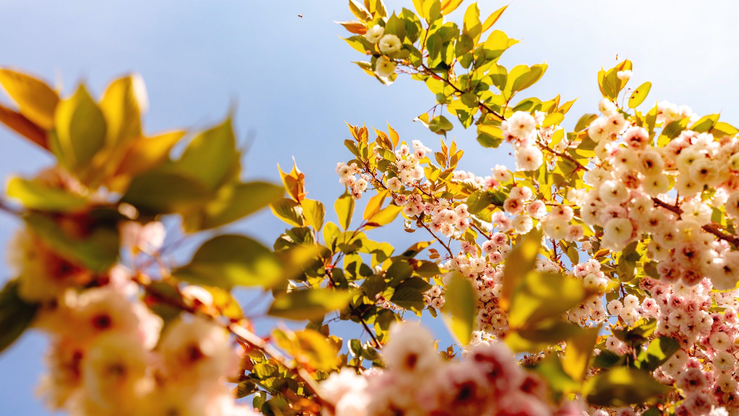 Branches of a flowering shrub with white and pink blossoms against a clear blue sky, highlighted by sunlight. leaves and flowers are in sharp focus in the foreground.