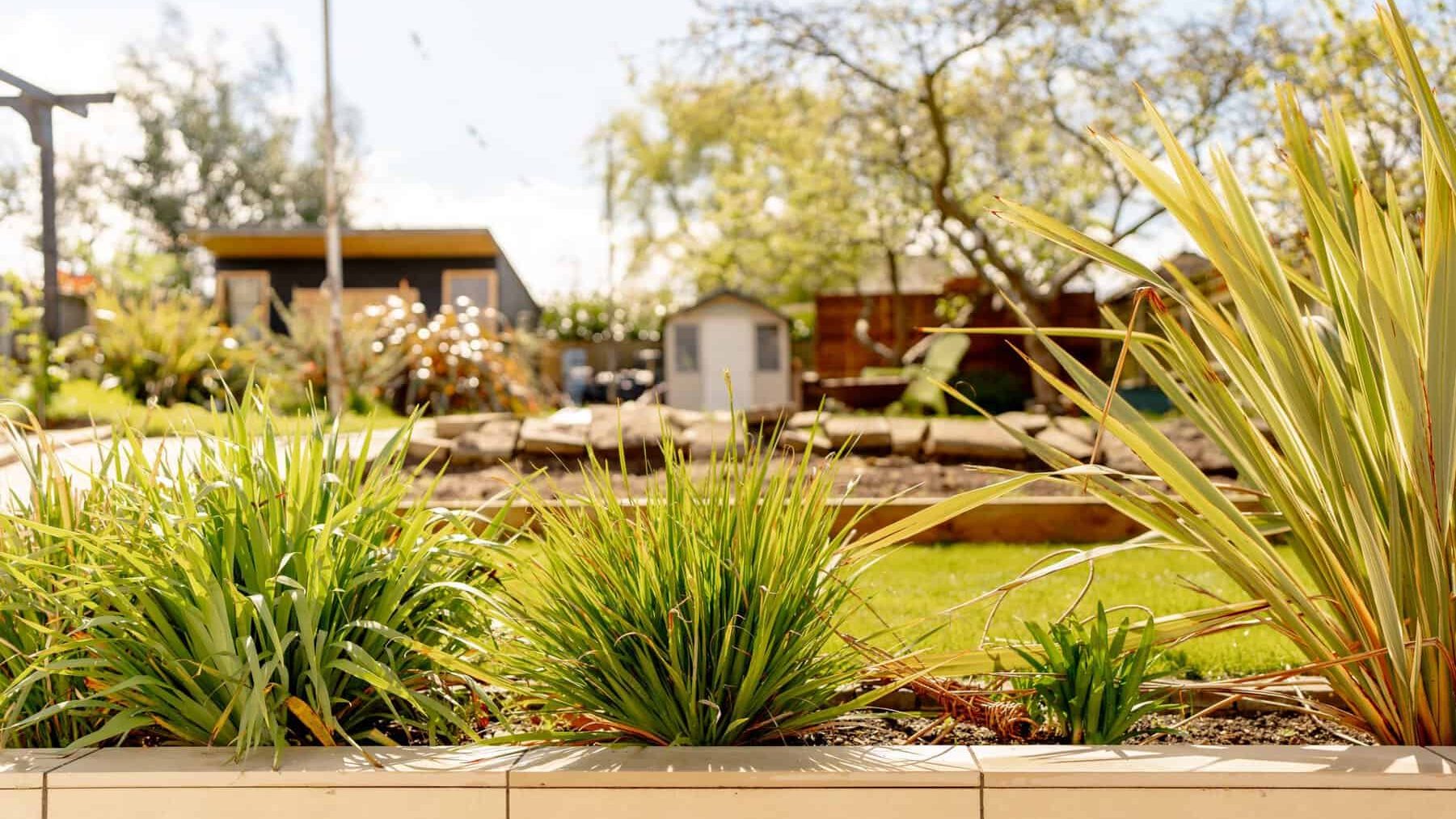 A garden scene featuring a sunny foreground with lush, green ornamental grasses in a raised stone planter, with a wooden gazebo and trees in the soft-focus background.