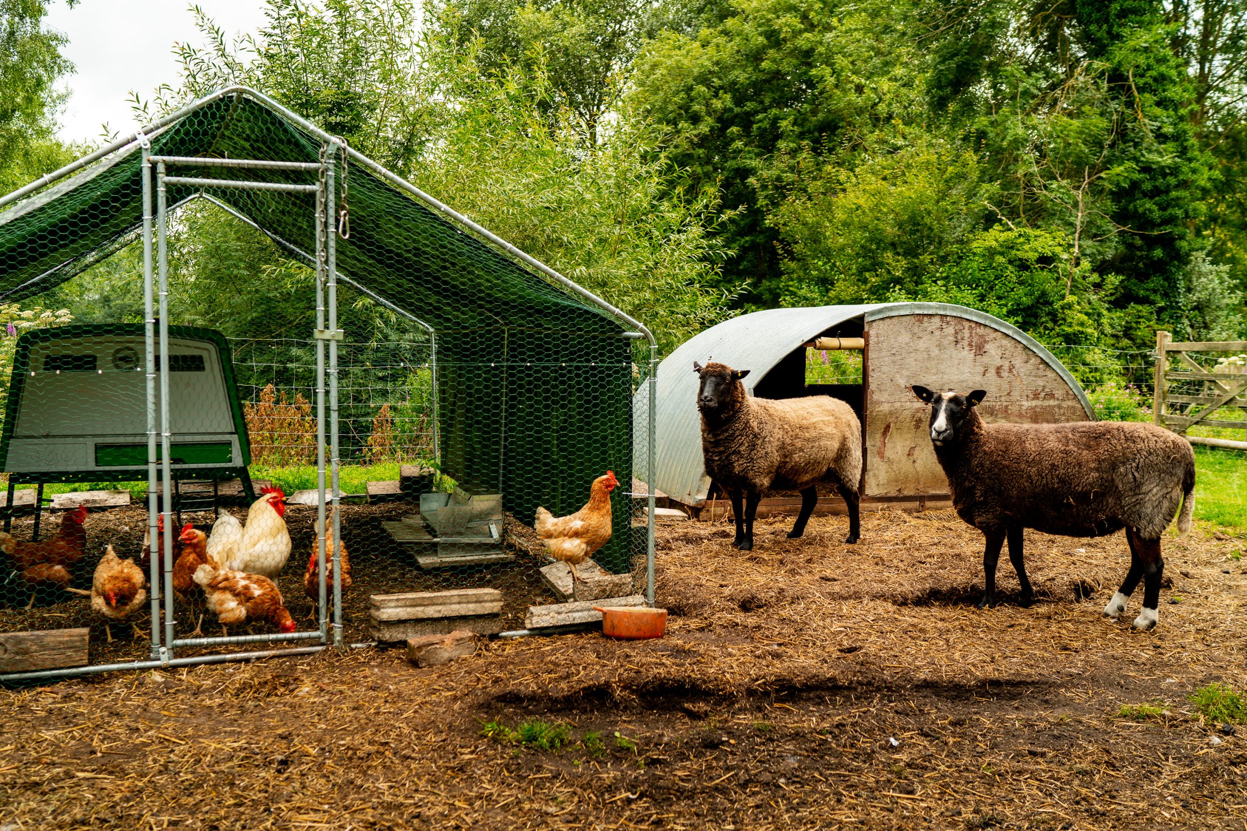 A farm scene with chickens in a wire-enclosed coop on the left, and two sheep standing outside near a metal shed on the right. The background features green trees and a partially visible wooden fence. The ground is covered in straw and dirt.