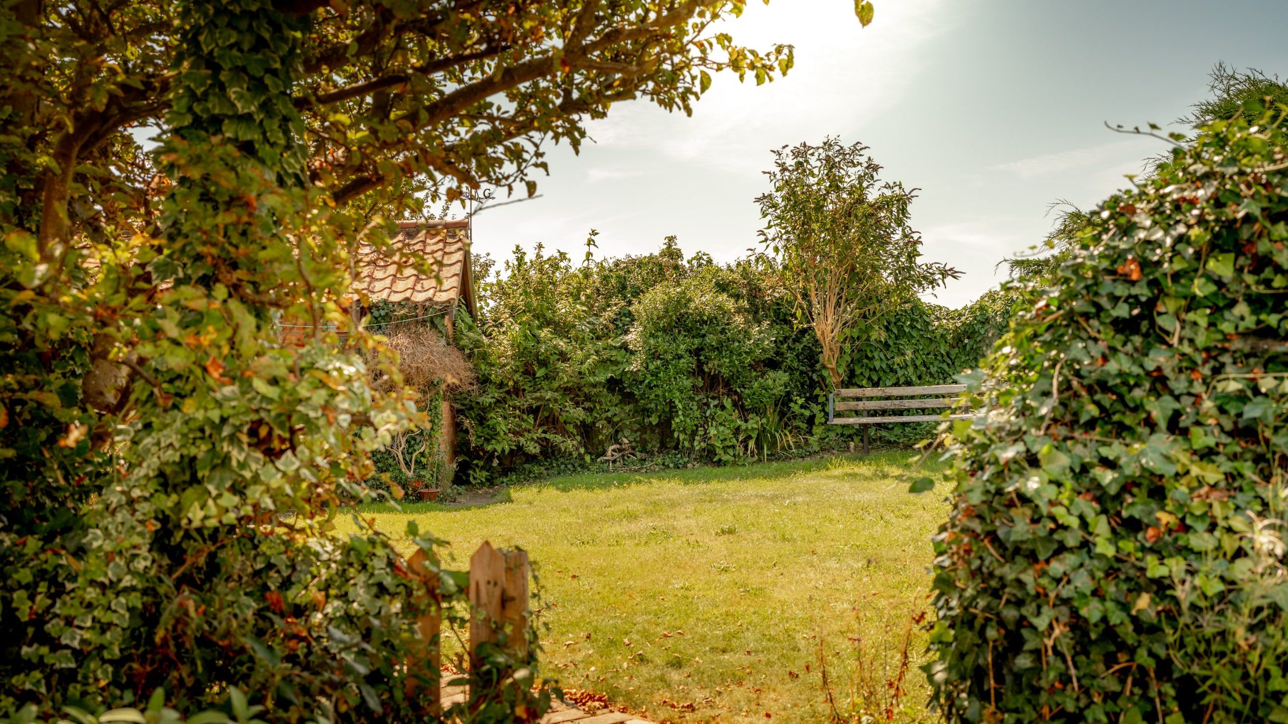 A small, sunlit backyard garden framed by lush greenery, shrubs, and ivy-covered trees. A wooden bench sits at the far end against a dense hedge. The space is calm and serene, with a patch of green grass and a narrow stone path leading through.