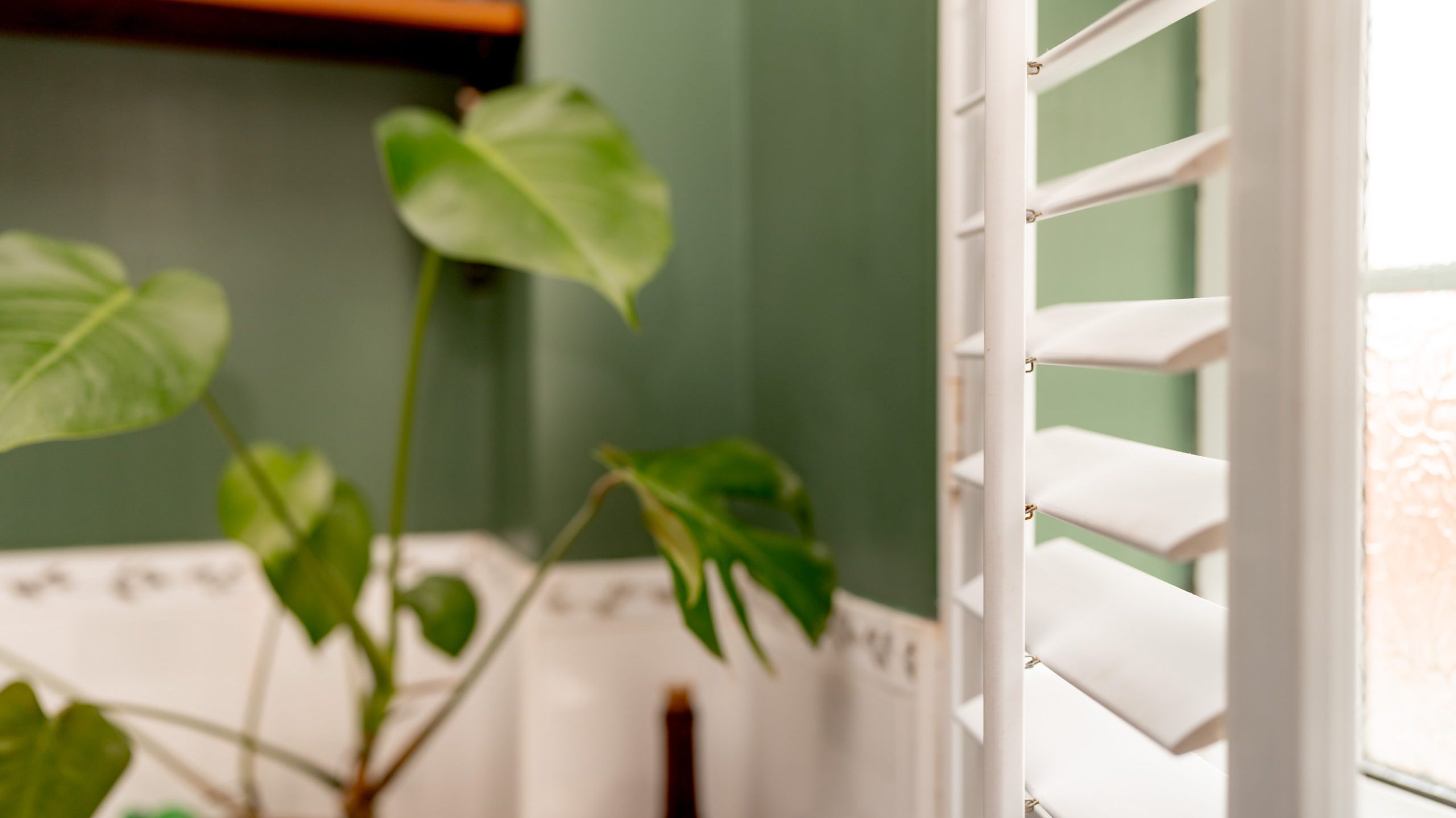 Indoor scene with a large leafy plant near a green wall, highlighted by white shutters letting in natural light. Wooden shelves and decorative elements are visible in the softly lit background.