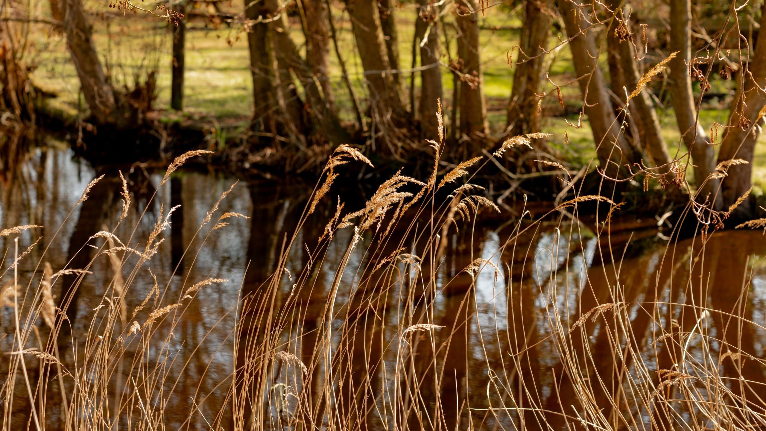Tall grass sways in the foreground near a calm river, with brown water reflecting the light. Bare trees line the opposite bank, and a hint of green grass is visible beyond the trees under a clear sky.