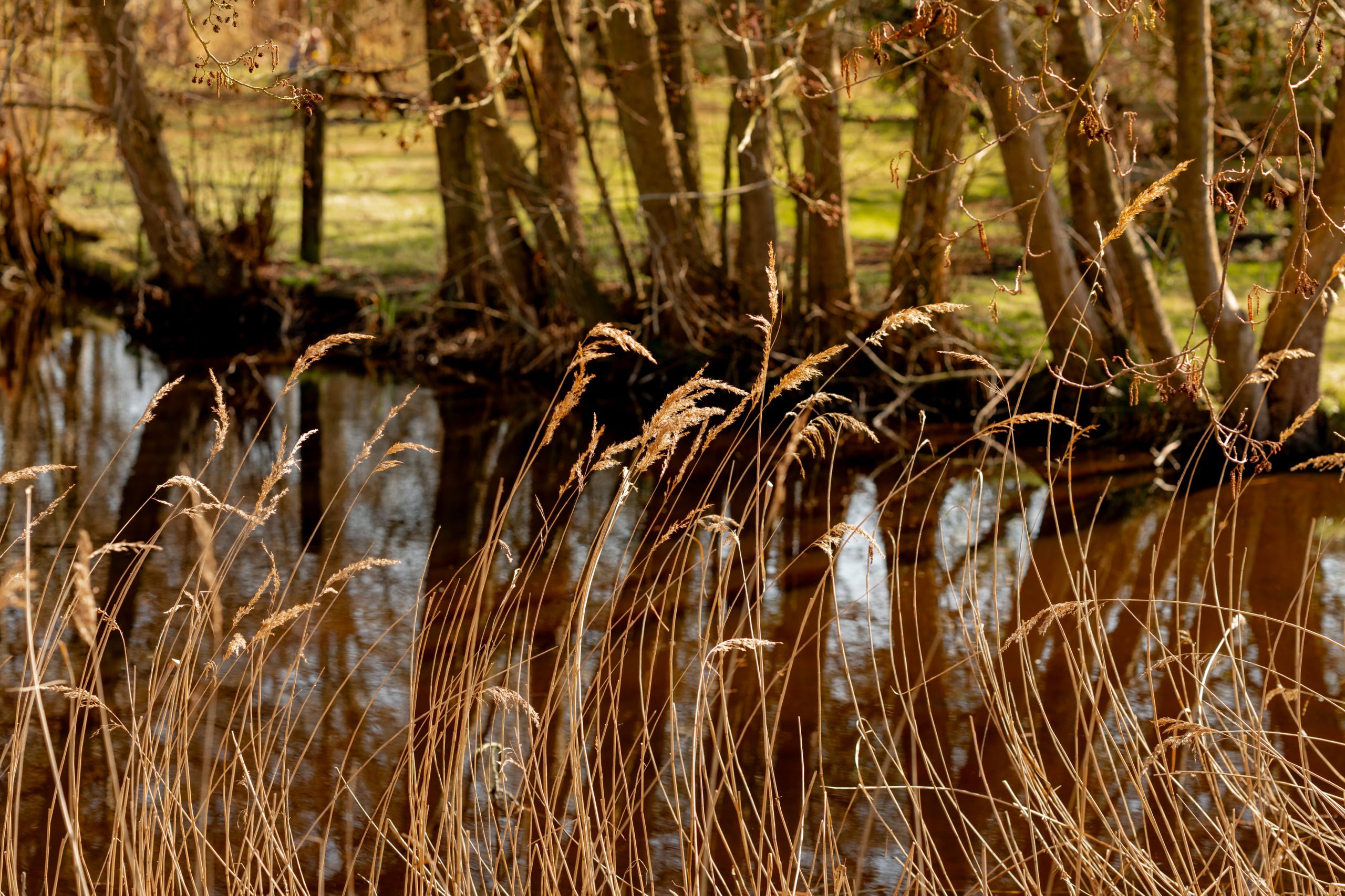 Tall grass sways in the foreground near a calm river, with brown water reflecting the light. Bare trees line the opposite bank, and a hint of green grass is visible beyond the trees under a clear sky.