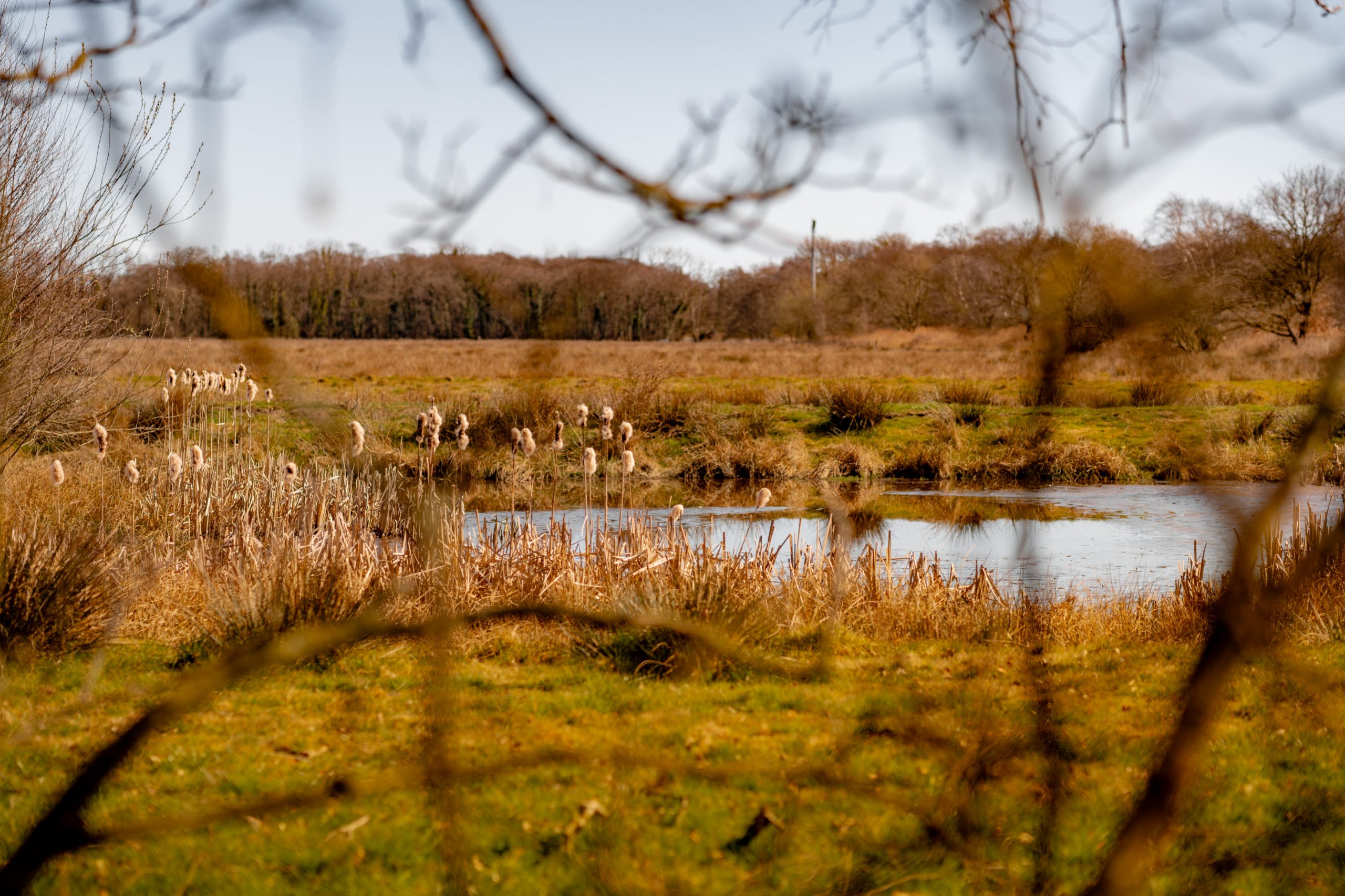 A serene landscape with a small pond surrounded by dry reeds and grass. Bare tree branches frame the foreground, while a dense forest forms the backdrop under a clear blue sky.