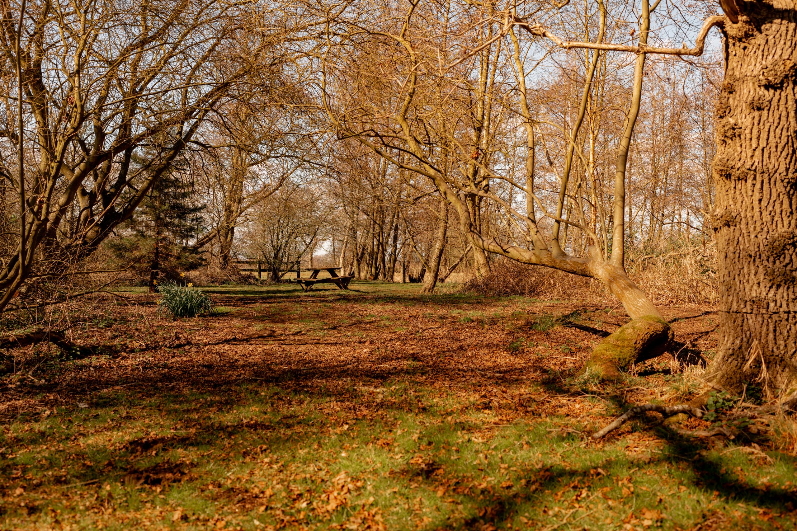 A peaceful woodland scene with scattered leaves covering the ground. Bare trees arch over a grassy path, and a wooden bench sits in the background. Sunlight filters through the branches, creating a warm, serene atmosphere.