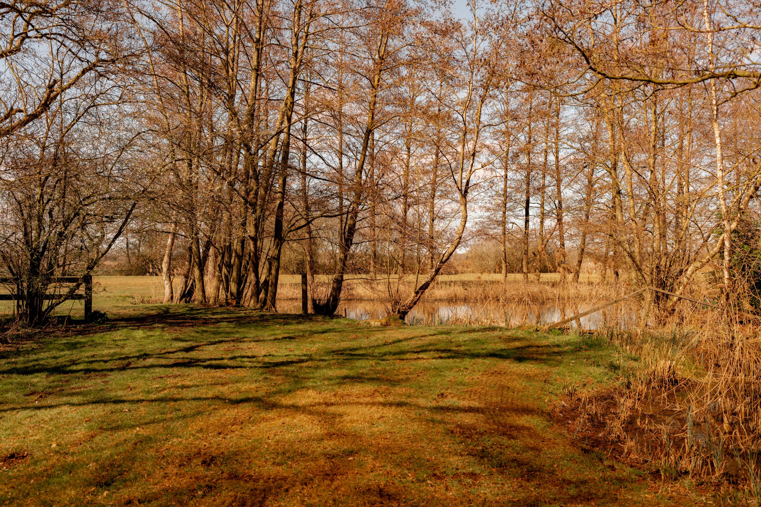 A serene autumn landscape featuring leafless trees by a small pond. The grass is a mix of green and brown leaves, with sunlight casting soft shadows. The sky is clear, creating a peaceful, reflective atmosphere.