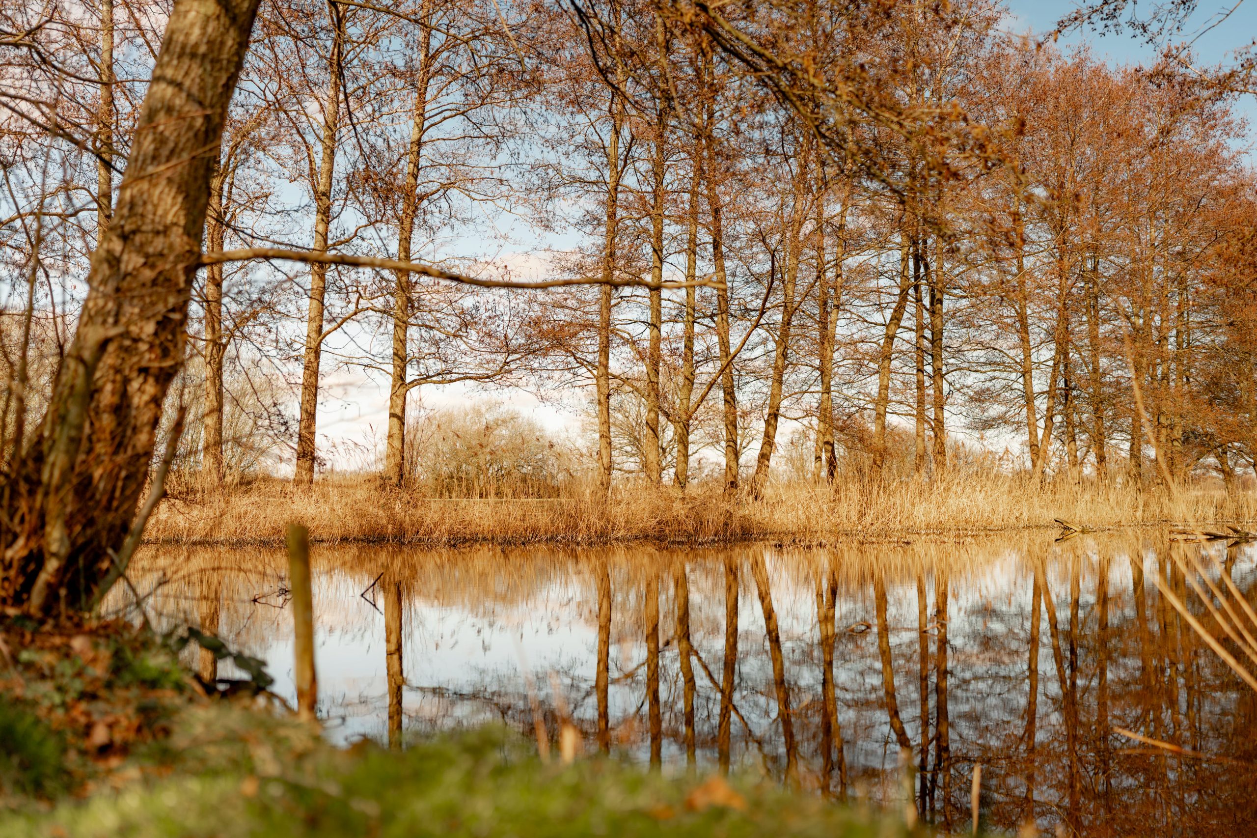 Tranquil scene of a pond reflecting bare trees under a clear blue sky. The trees, with hints of brown foliage, line the water's edge, creating a serene and natural landscape.