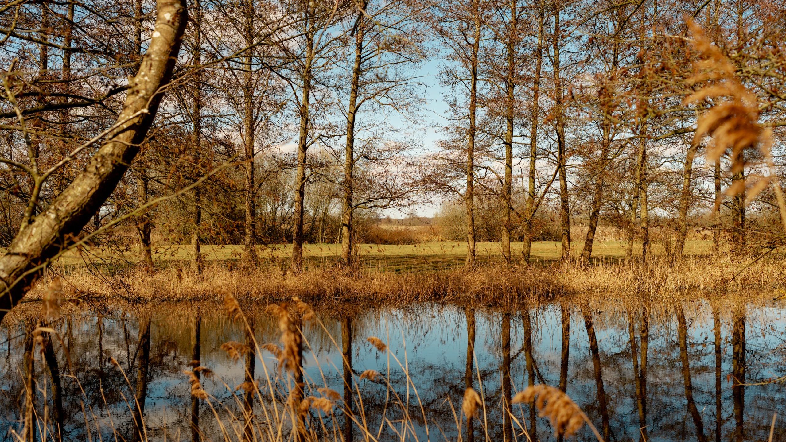 A tranquil pond reflects the surrounding leafless trees under a blue sky. Tall brown grasses frame the scene, with a sunlit field visible beyond the trees.