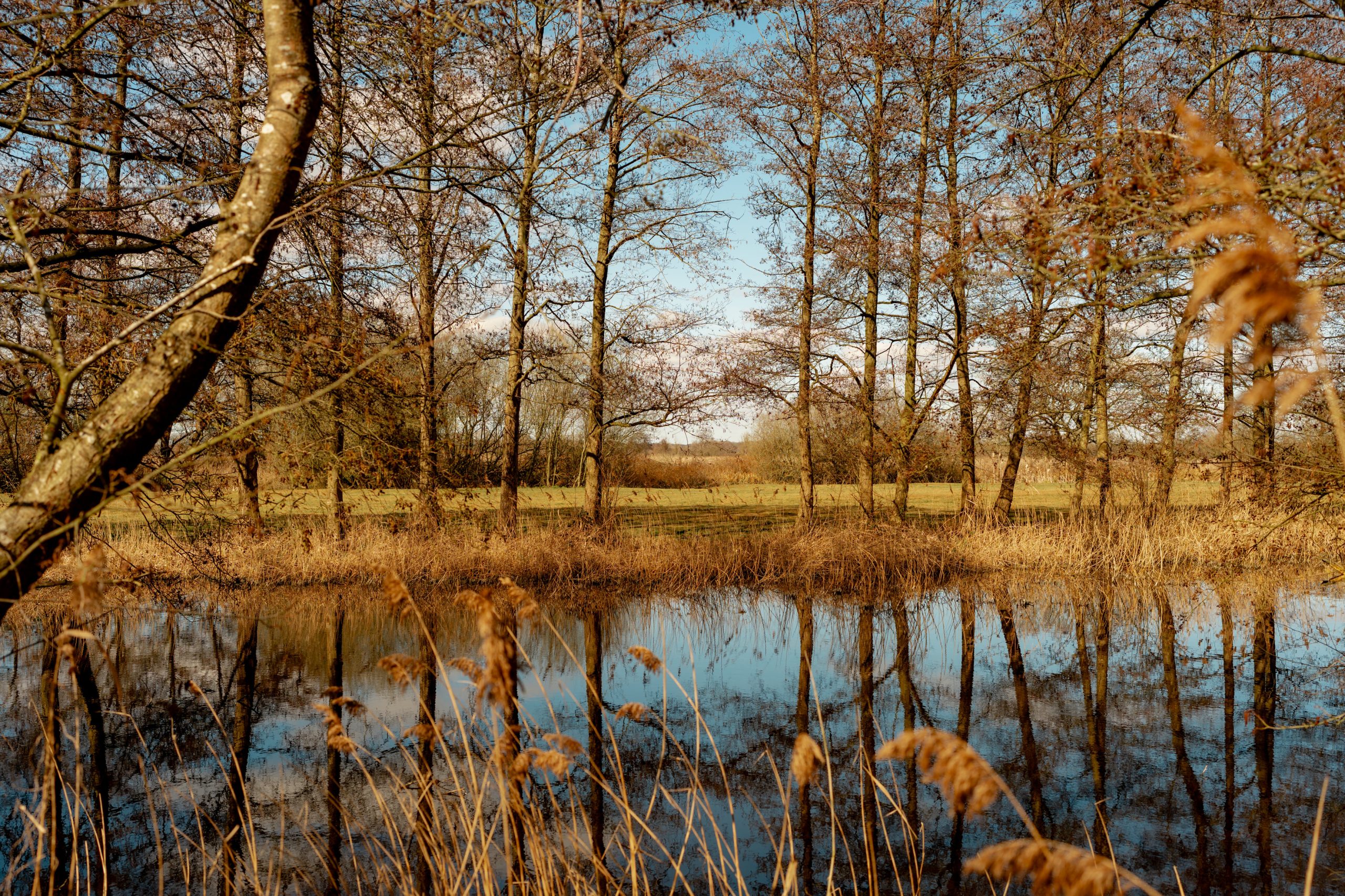A tranquil pond reflects the surrounding leafless trees under a blue sky. Tall brown grasses frame the scene, with a sunlit field visible beyond the trees.