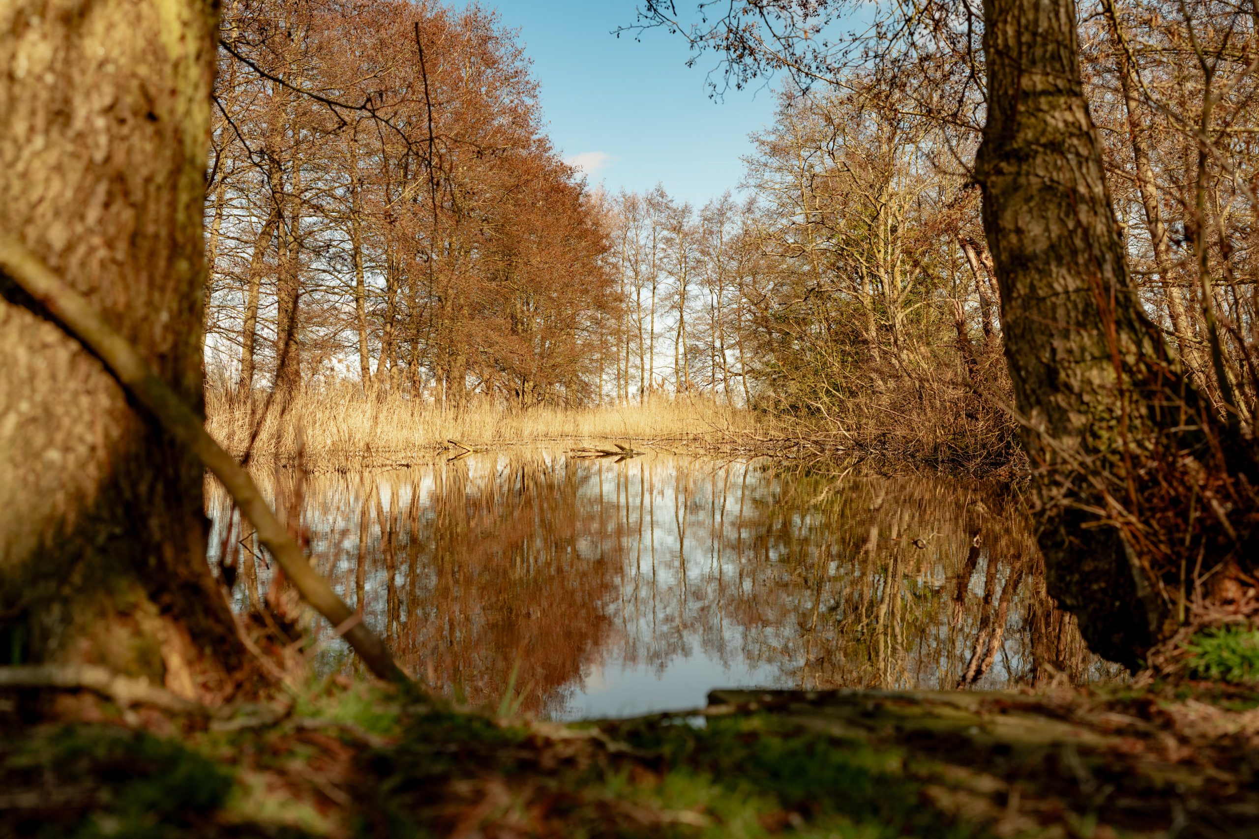 Scenic view of a calm pond surrounded by bare trees with golden brown leaves under a clear blue sky. The water reflects the trees and sky. The foreground features the trunks of two trees framing the scene.