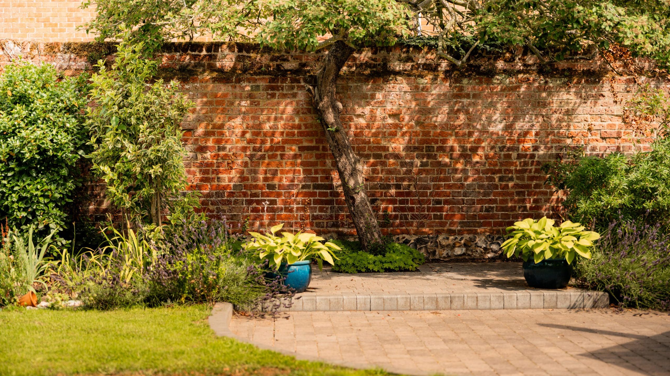 A sunlit garden with a brick wall, a tree with a bent trunk, green shrubs, and two potted plants with broad leaves on a paved patio area. Grass borders the paved section in the foreground.