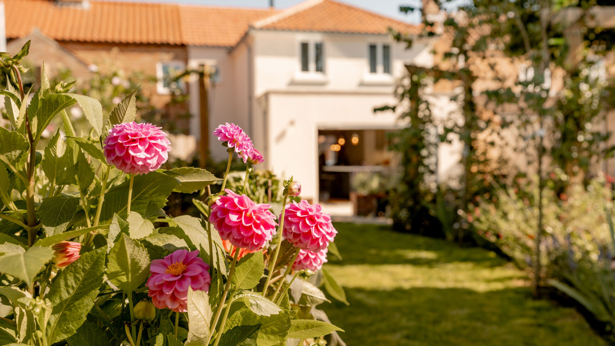 Pink dahlias bloom in a sunny garden with green grass, in front of a white house with a red tiled roof and open double doors. The background is slightly out of focus, emphasizing the flowers.