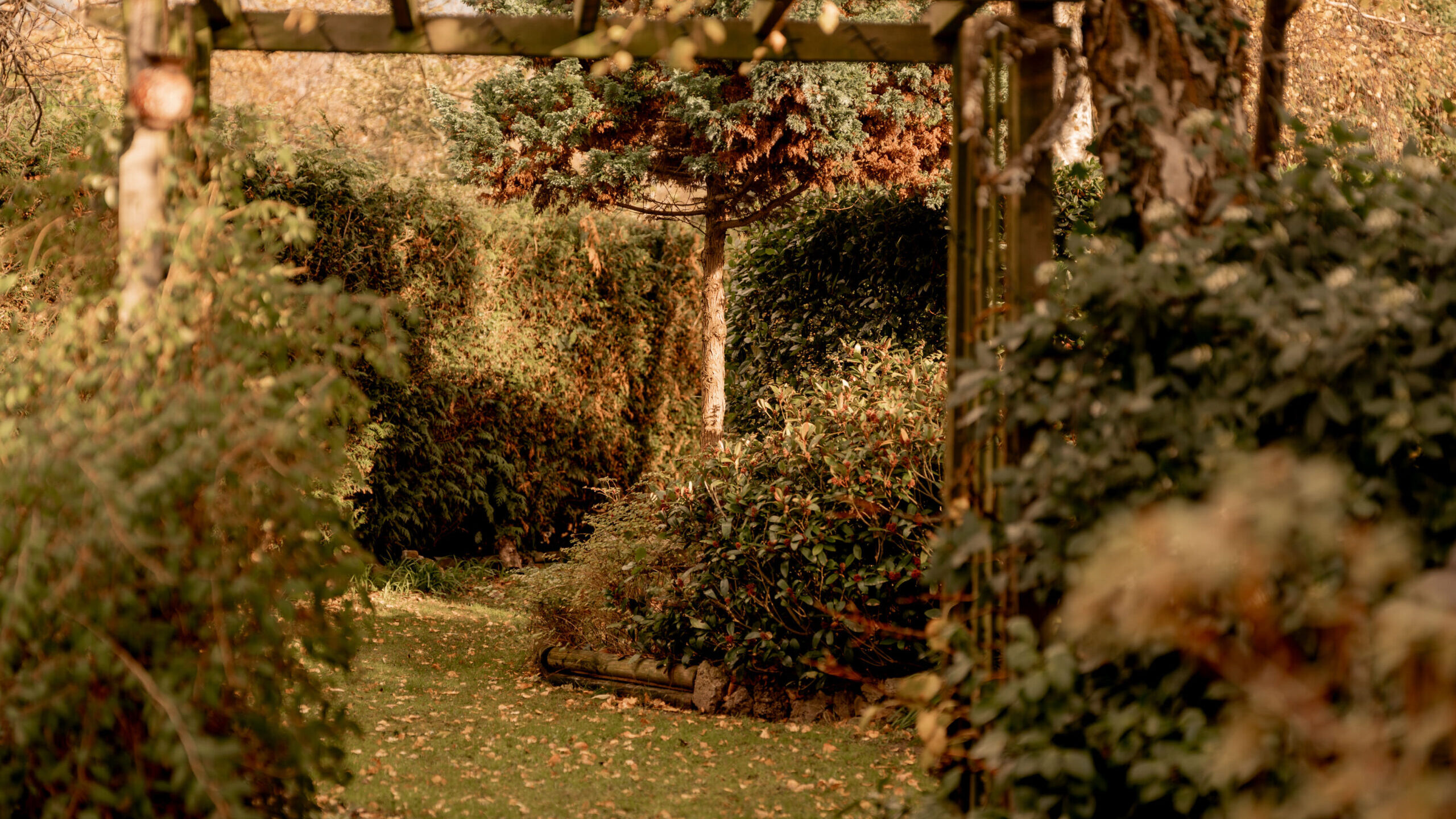 A wooden garden arbor frames a pathway bordered by dense green shrubs and trees, leading to a sunlit area beyond. The scene is peaceful and lush, with soft, warm sunlight filtering through the leaves.