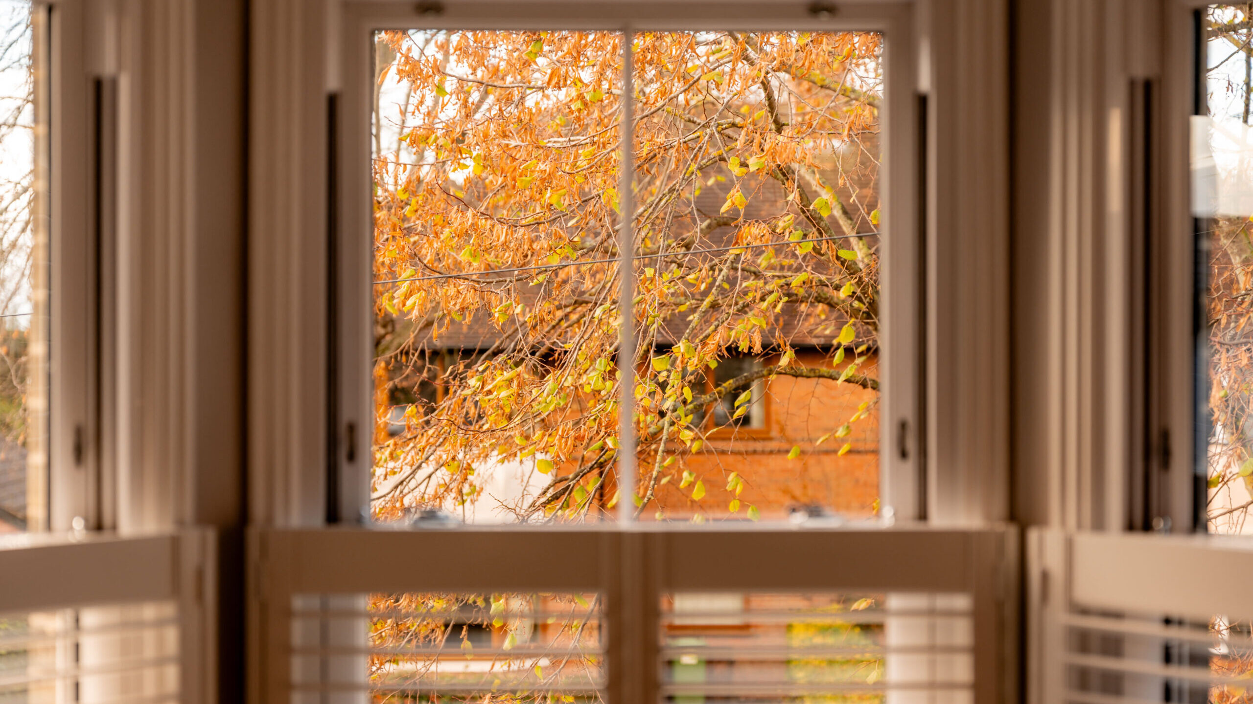 A view through a window with white shutters shows autumn leaves on a tree and a blurred brick building in the background, illuminated by warm sunlight.