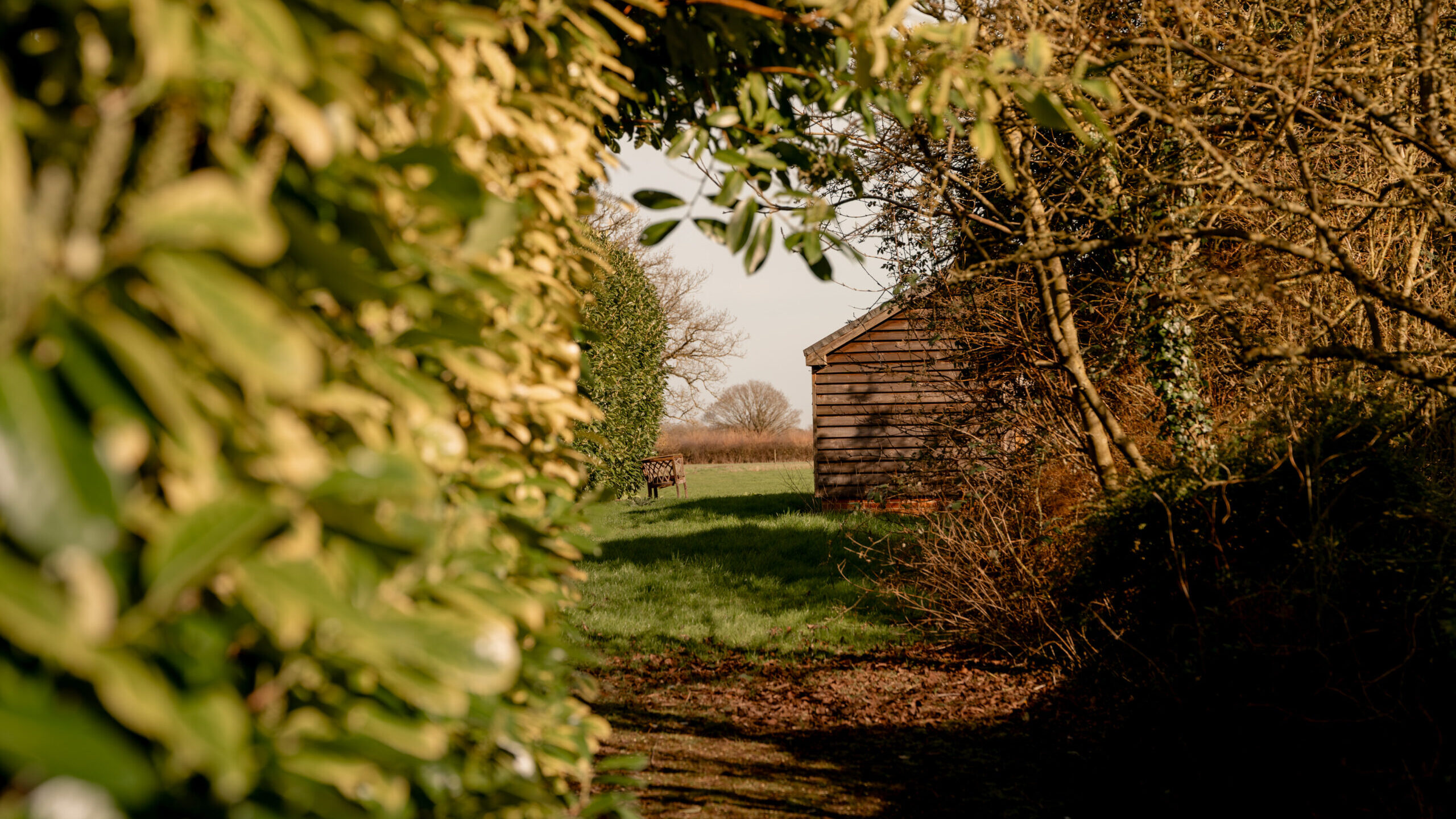 View through dense green bushes and bare branches, revealing a wooden shed in a grassy yard with a tree in the distance under a clear sky.