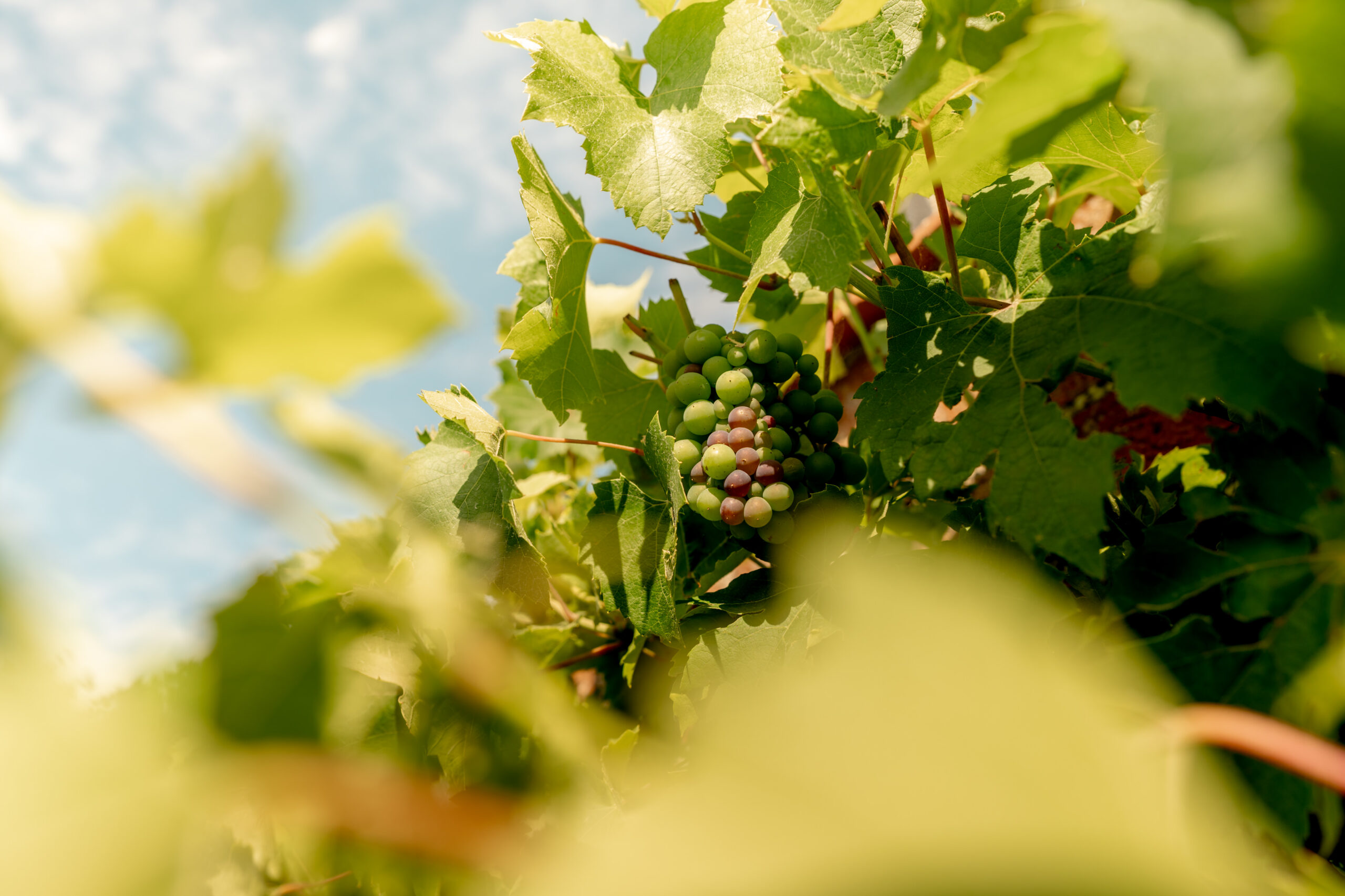 A cluster of green and slightly purple grapes hangs from a vine surrounded by green leaves, with a bright blue sky in the background.