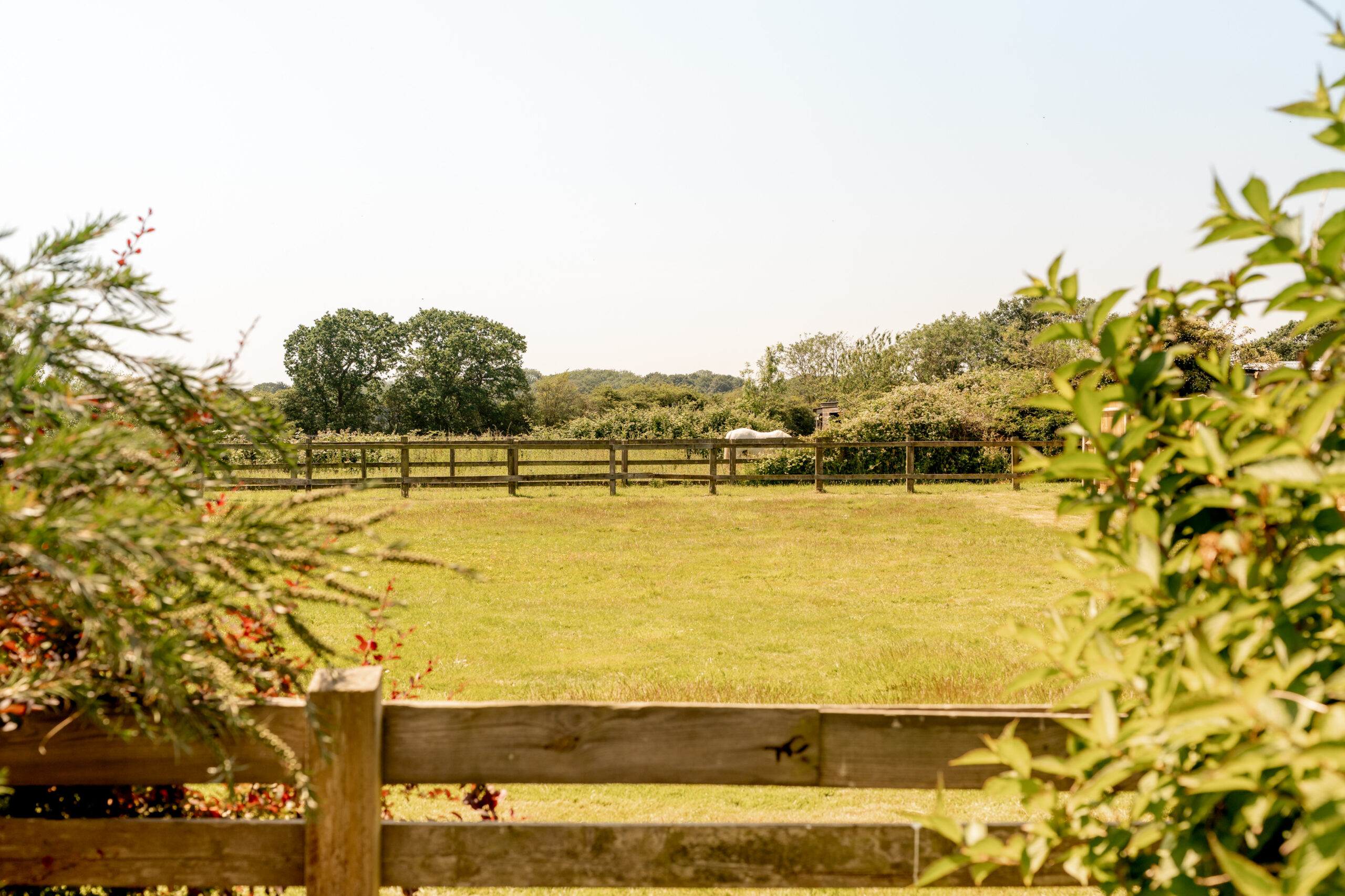A sunny rural scene with a wooden fence enclosing a grassy field, trees and bushes in the background, and leafy branches framing the image on both sides.