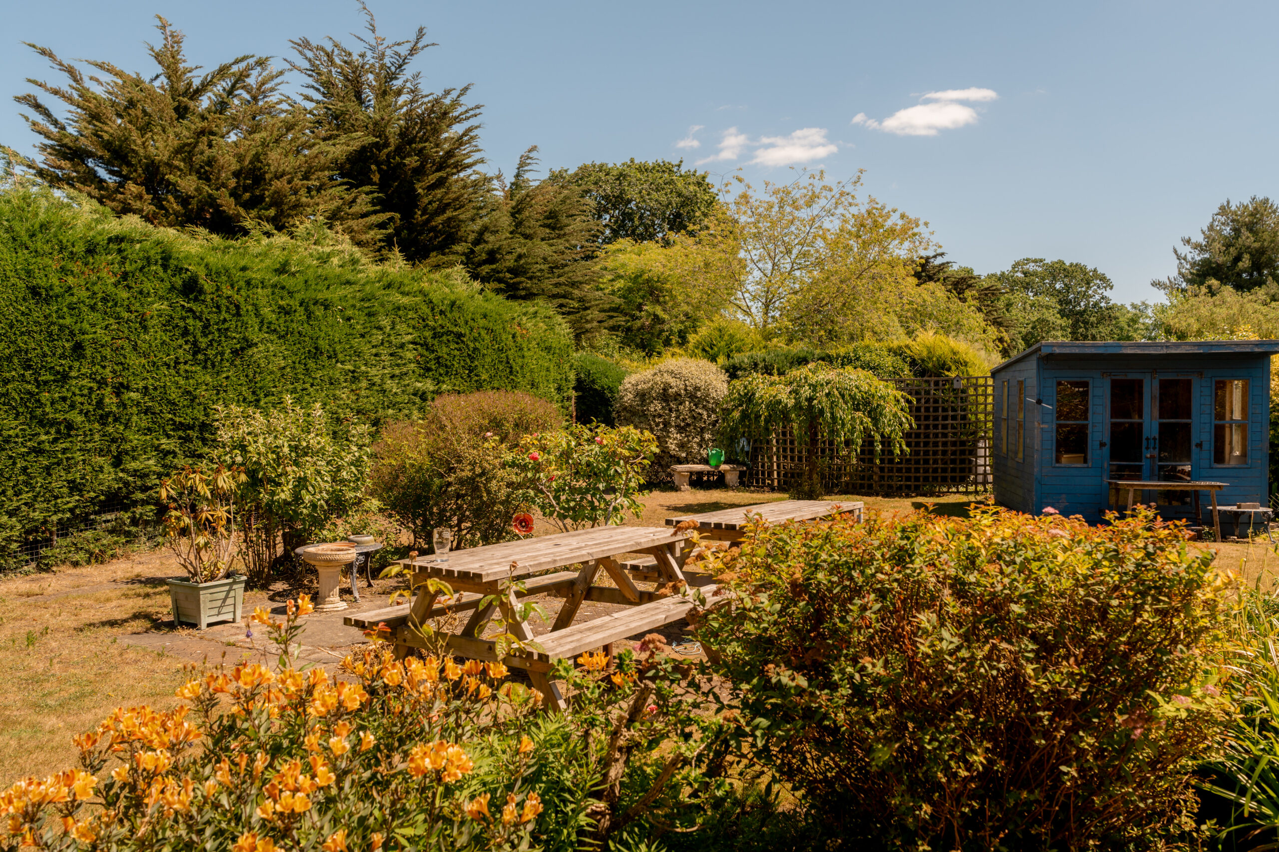 A sunny garden with wooden picnic tables, lush green bushes, blooming yellow flowers, tall hedges, and a blue garden shed in the background under a clear blue sky.