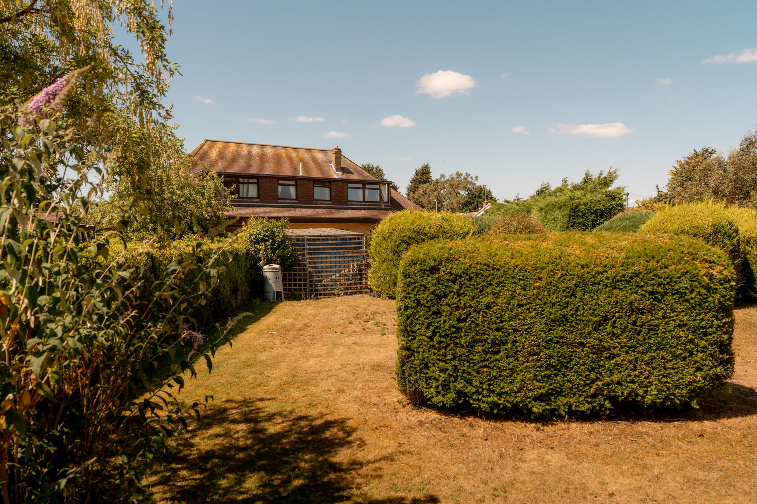 A house with a sloped roof stands in the background behind a large, neatly trimmed hedge in a sunlit garden with dry grass and green shrubs under a blue sky with a few clouds.