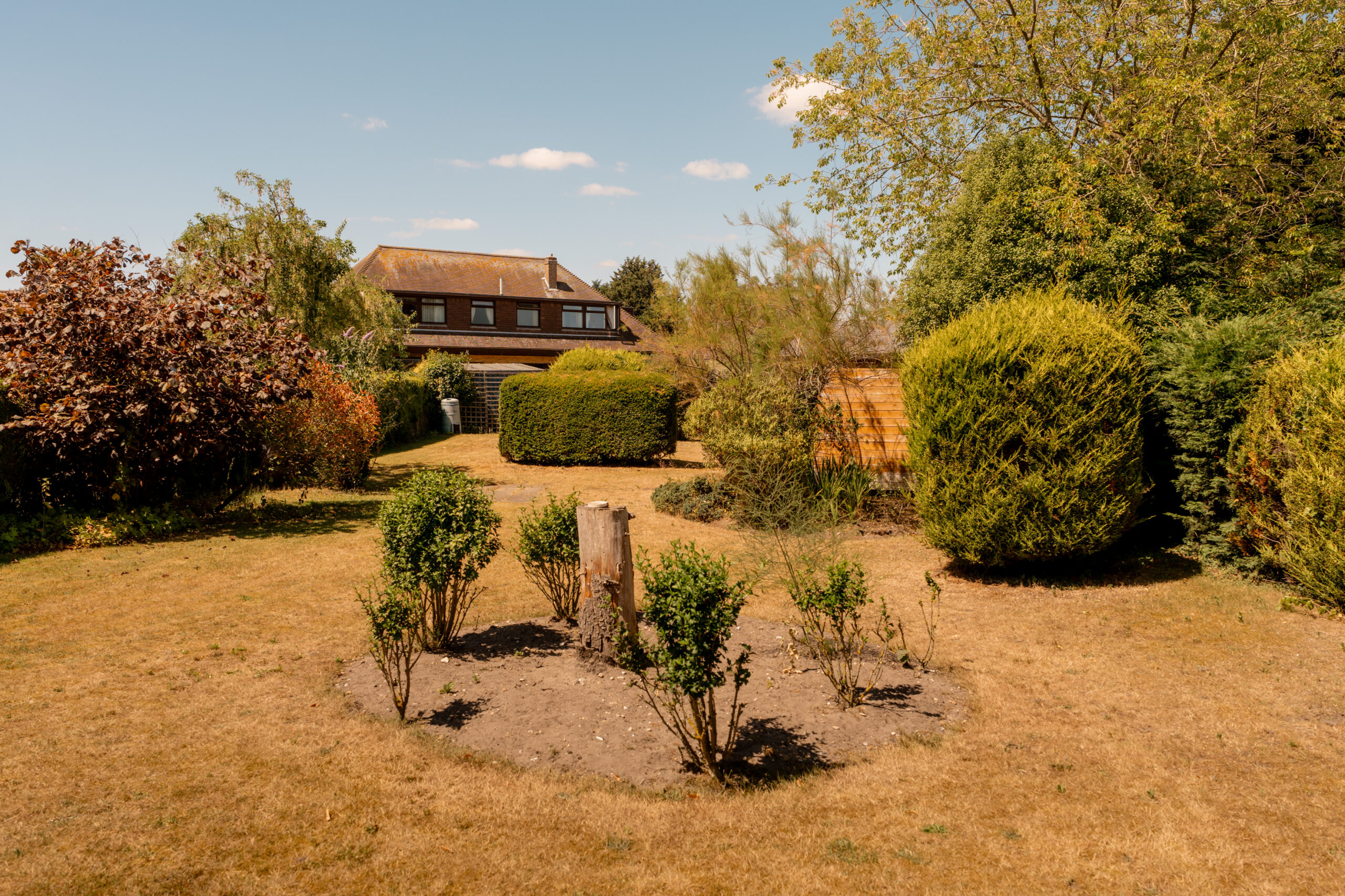 A large backyard with dry yellow grass, several green bushes, a circular flower bed with small shrubs, and a two-story house in the background surrounded by trees and hedges under a blue sky.