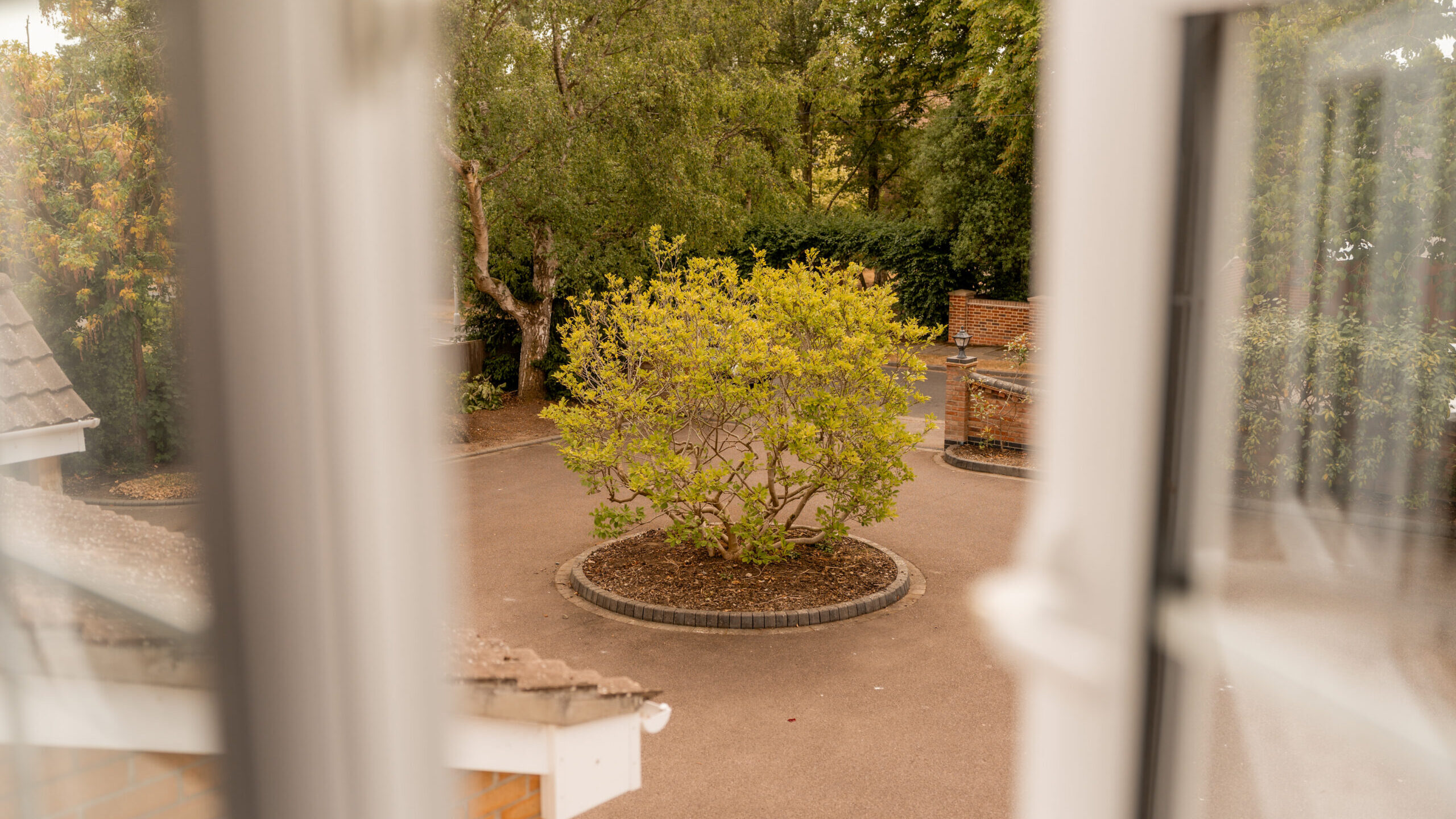 A small leafy tree grows in the center of a circular planter on a driveway, viewed through an open window with blurry window frames in the foreground.