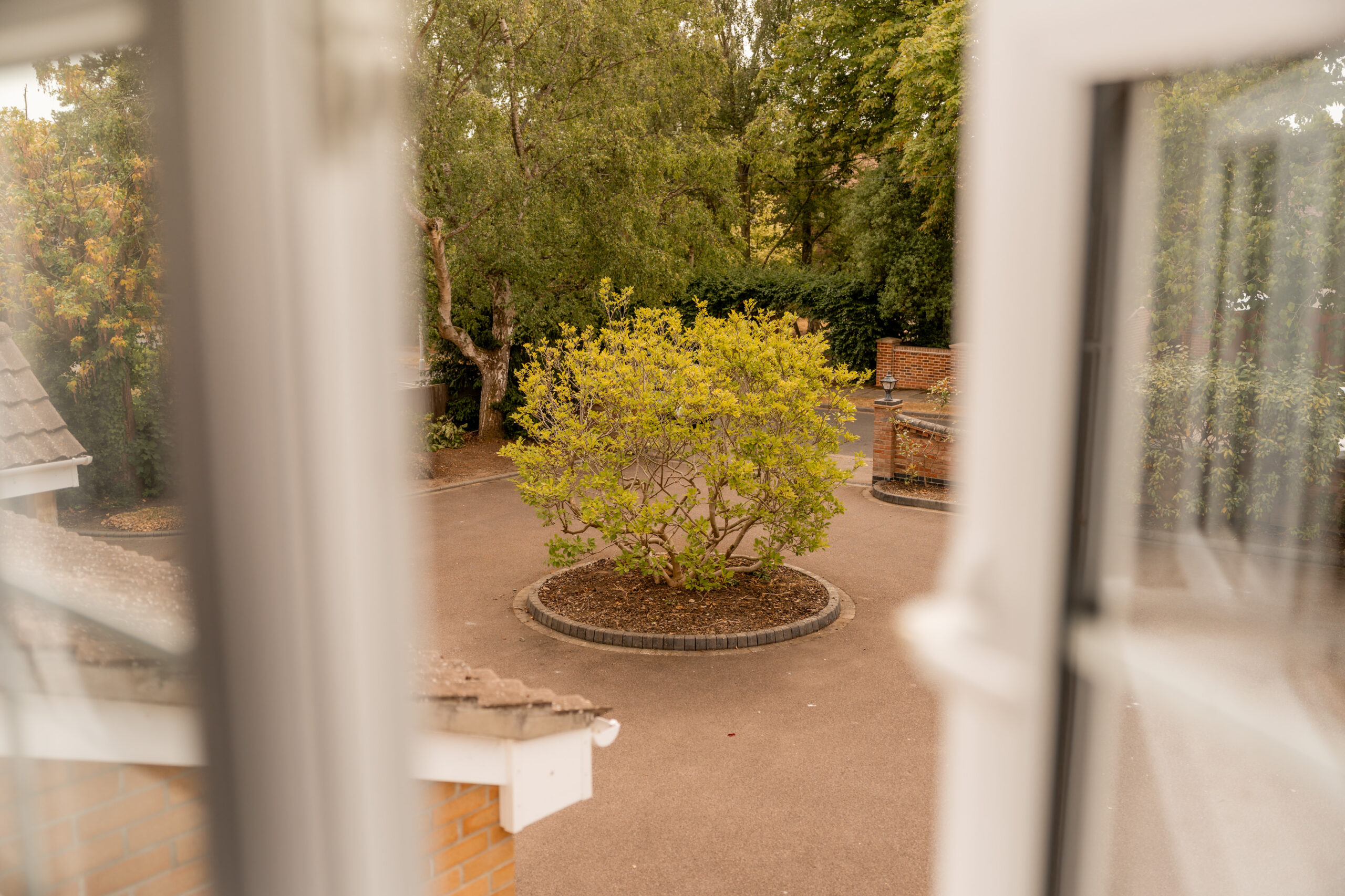 A small leafy tree grows in the center of a circular planter on a driveway, viewed through an open window with blurry window frames in the foreground.